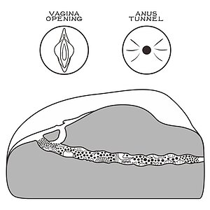 Lovetoy Streetgirls 1 — Masturbator Compact, Realist, TPE Flesh Thumb 5